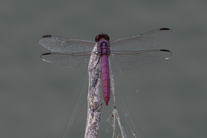 Roseate Skimmer